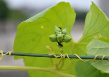 Load image into Gallery viewer, Indian Heirloom Ridge Gourd Seeds – Luffa / Turai