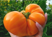 Load image into Gallery viewer, Tomato Large Amana Orange (2 LB+)