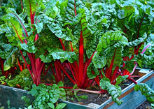 Load image into Gallery viewer, Swiss Chard Ruby Red Premium
