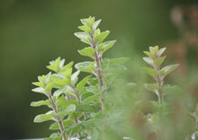 Load image into Gallery viewer, Oregano Common Italian