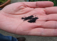 Load image into Gallery viewer, Purslane Golden (Gangiaval koora / Kulfa)