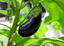 Load image into Gallery viewer, Eggplant Black Beauty