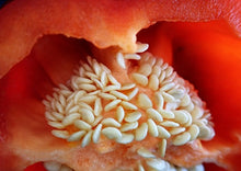 Load image into Gallery viewer, Bell Pepper Keystone Giant Red