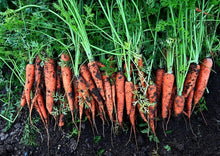 Load image into Gallery viewer, Carrot Danvers Premium