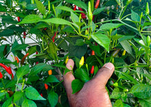 Load image into Gallery viewer, Chilli Vietnamese Birdseye