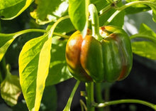 Load image into Gallery viewer, Bell Pepper Golden Yellow Premium