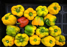 Load image into Gallery viewer, Bell Peppers Collection Value Pack (4 Varieties)