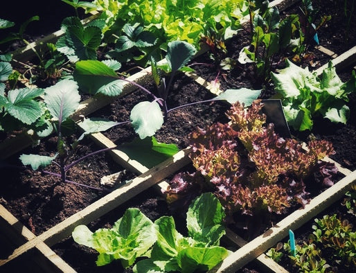 Square Foot Gardening: The Ultimate Guide