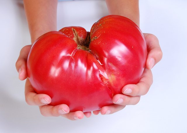 104: Tomato Essential Nutrients and Deficiencies