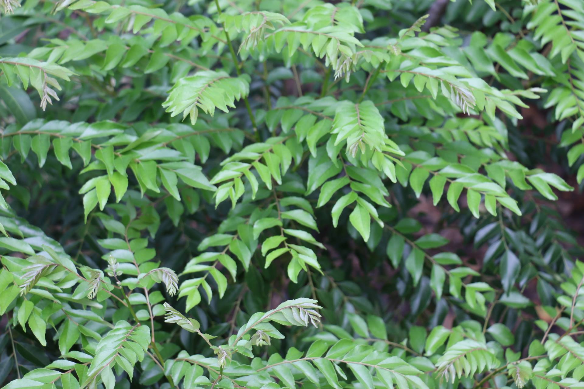 the-aromatic-world-of-indian-curry-leaf-seeds-inherited-seeds