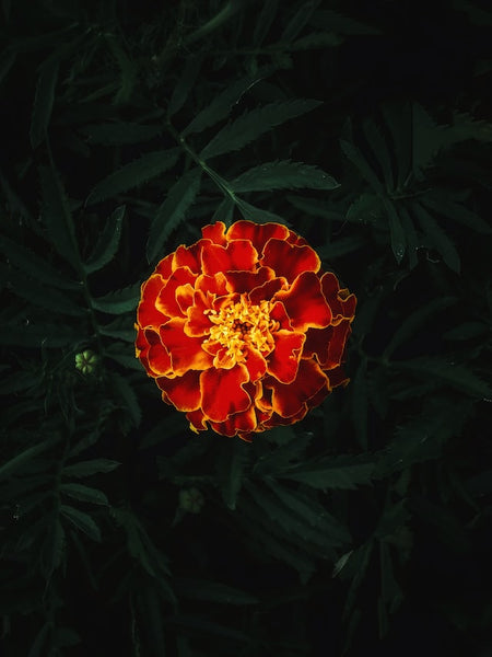 Marigold in Organic Garden