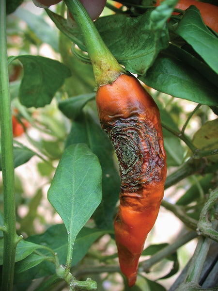 Troubleshooting Common Chili Pepper Plant Problems: A Comprehensive Guide