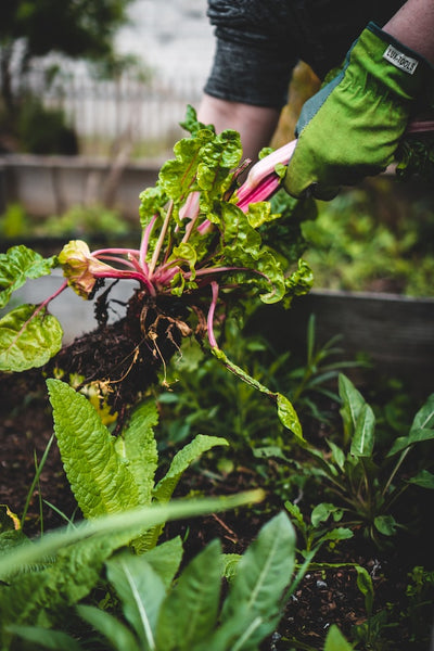 Importance of Organic Gardening, Tips and Tricks