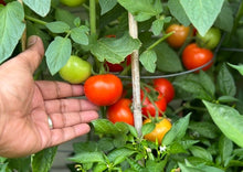 Load image into Gallery viewer, indian tomato organic
