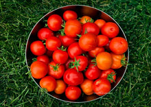 Load image into Gallery viewer, Indian heritage tomatoes
