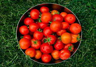 Indian heritage tomatoes
