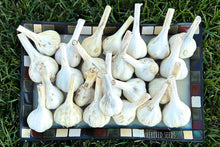 Load image into Gallery viewer, German Extra Hardy / Northern White Hardneck Garlic
