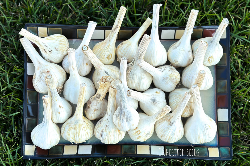 German Extra Hardy / Northern White Hardneck Garlic