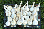 German Extra Hardy /Music SEED Garlic