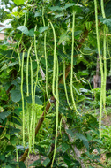 Yard Long Bean Seeds – Long Green Beans