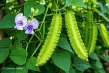 Load image into Gallery viewer, Winged Bean Pole
