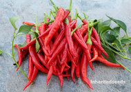 Chilli Guntur Sannam