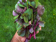 Load image into Gallery viewer, Close-up of Indian Red Amaranth foliage showing rich burgundy red leaves and stems
