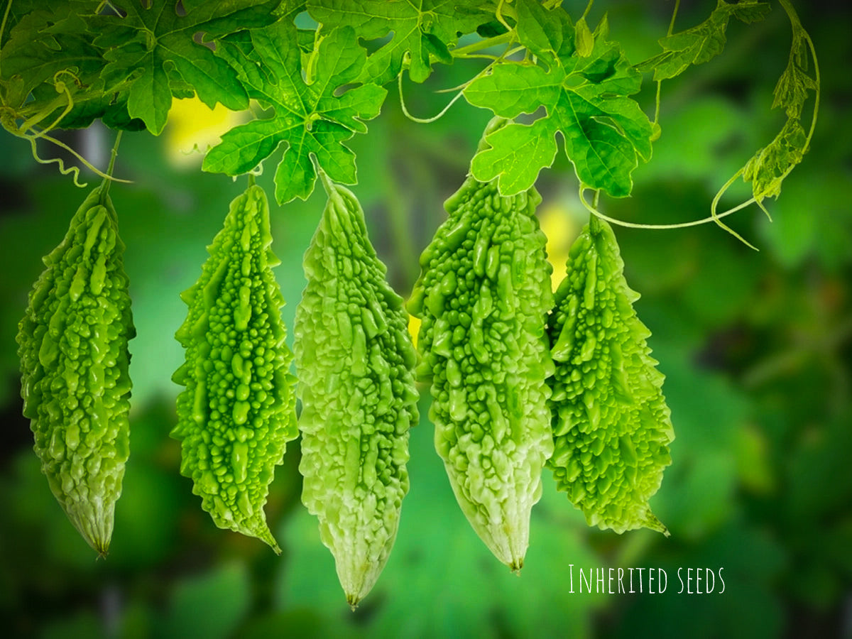 indian seeds for planting Indian Bitter Gourd Seeds (Karela) – Heirloom Bitter Melon, Momordica charantia 1 Pack (10 Seeds)