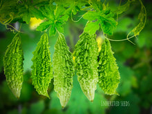 Load image into Gallery viewer, Indian Bitter Gourd / Karela
