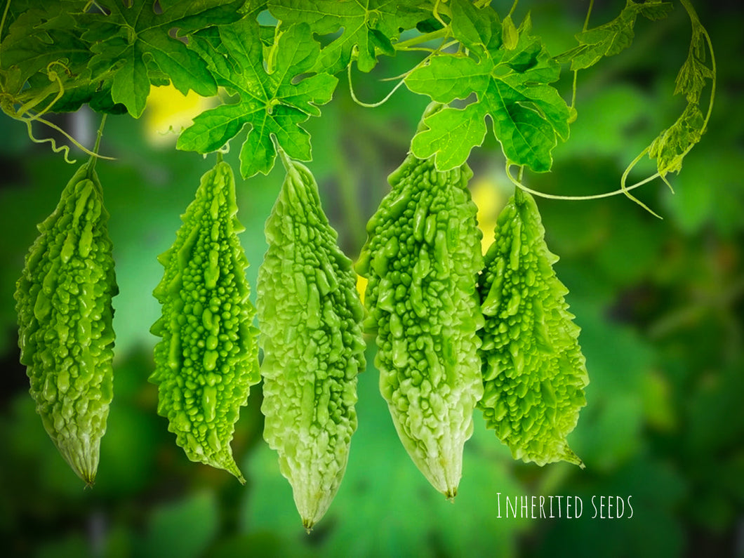 Indian Bitter Gourd / Karela