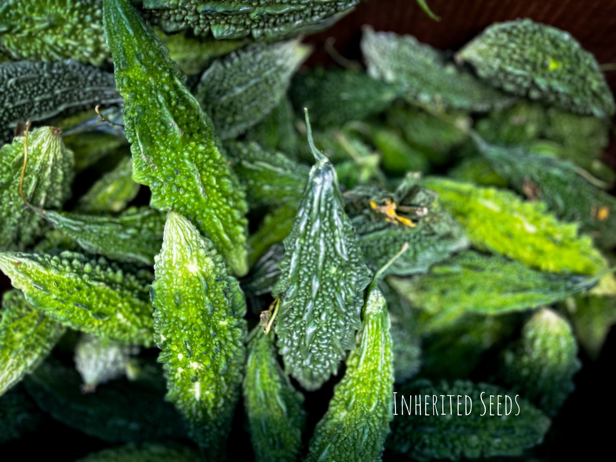 Indian Bitter Gourd Seeds (Karela) – Heirloom Bitter Melon, Momordica –  Inherited Seeds
