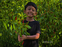 Load image into Gallery viewer, Chilli Jwala-Authentic Indian Hot Pepper
