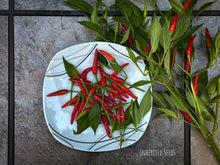 Load image into Gallery viewer, Chilli Jwala-Authentic Indian Hot Pepper
