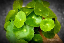 Load image into Gallery viewer, gotu kola plant growing indian pennywort leaves
