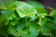 Load image into Gallery viewer, centella asiatica fresh leaves herbal plant

