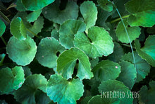 Load image into Gallery viewer, vallarai keerai leaves harvest home garden
