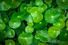 Load image into Gallery viewer, Vallarai Keerai – Indian Heirloom Pennywort (Gotu Kola), Centella asiatica
