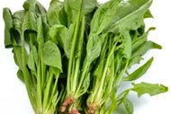 harvesting palak spinach home garden