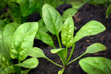 Load image into Gallery viewer, palak leaves growing spinach plant garden
