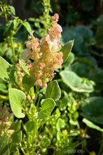 Load image into Gallery viewer, Chukka Kura plant leaves – Rumex vesicarius Indian sorrel leafy green growing in garden
