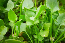 Load image into Gallery viewer, Rumex vesicarius plant also known as Chukka Kura or Indian sorrel heirloom leafy green
