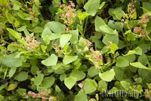 Load image into Gallery viewer, Fresh Chukka Kura leaves harvested for South Indian cooking – Rumex vesicarius
