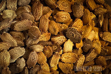 Load image into Gallery viewer, white bitter gourd fruit karela fresh harvest bitter melon vegetable
