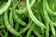 Load image into Gallery viewer, Dolichos Bean plant (Lablab purpureus) producing tender green pods on climbing vine
