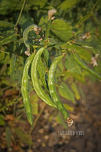 Load image into Gallery viewer, Harvested Hyacinth Beans (Chikkudu / Avarekai) heirloom vegetable pods used in traditional Indian cooking
