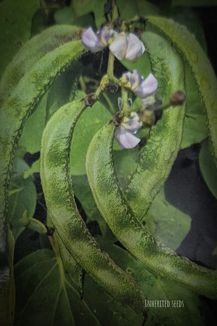 chikkudukaya plant from seed Dolichos Bean Seeds – Chikkudu / Hyacinth Bean / Avarekai Seeds – Inherited Seeds