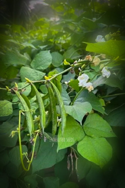 chikkudukaya plant from seed Paadhu Chikkudu (Dolichos Bean / Hyacinth Bean / Lablab Bean)
