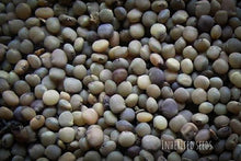 Load image into Gallery viewer, Heirloom Cluster Beans Seeds (Goru Chikkudu / Guar Beans) – Organic Non-GMO Vegetable Seeds by Inherited Seeds
