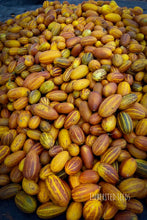Load image into Gallery viewer, Striped Dosakai cucumber harvest – traditional Andhra cucumber used for sambar and dosakaya pappu
