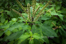 Load image into Gallery viewer, Fresh Vana Tulasi leaves (Wild Holy Basil / Tulsi) sacred Ayurvedic herb plant

